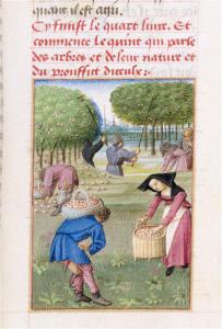 La cueillette des pommes 1459-1470.jpg